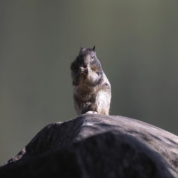 /Images/uploads/Sonoma County Regional Parks Foundation/springlake50/entries/29135thumb.jpg